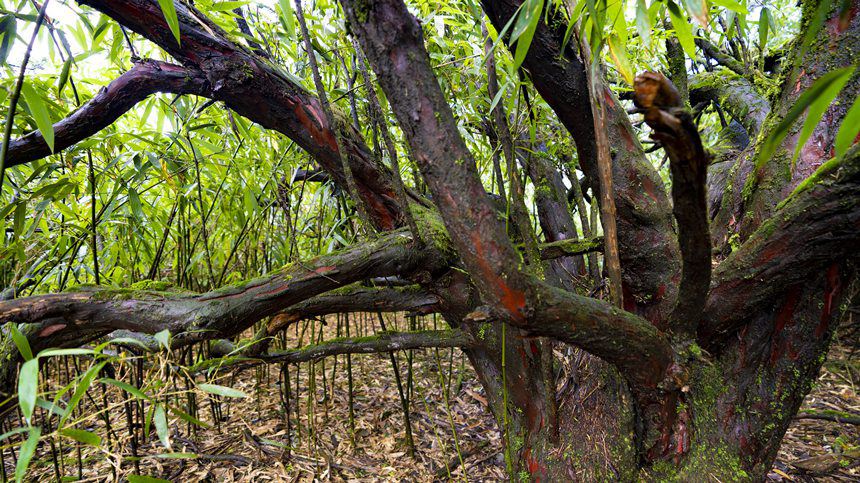 南方紅豆杉樹下生長(zhǎng)著大量高山冷竹。劉先華攝