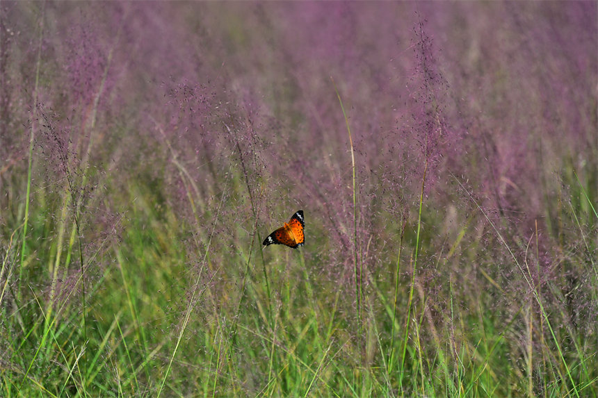 VꖍuB(ti)ޏ(f)^(q)pӯġVķ˝Mһ@ͮz