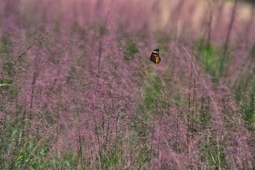 ΢L(fng)^pӯĻSL(fng)ꇷɫˡz