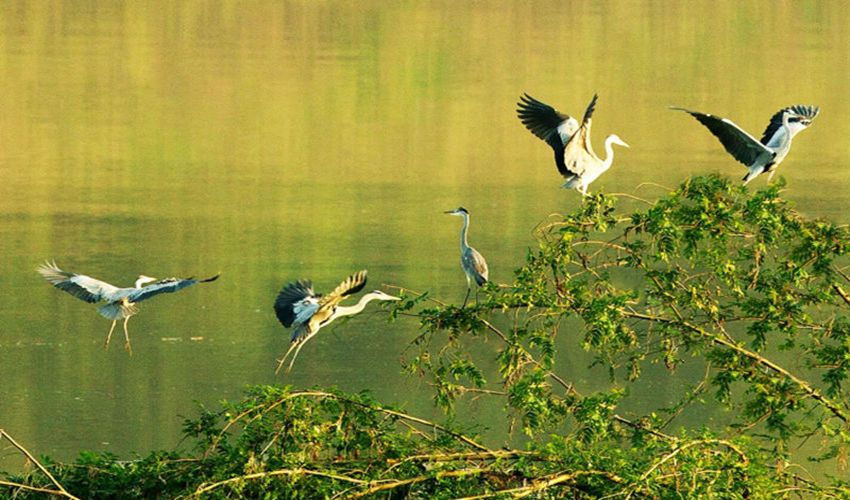 ԣnVꖍuGɫl(f)չ˾D