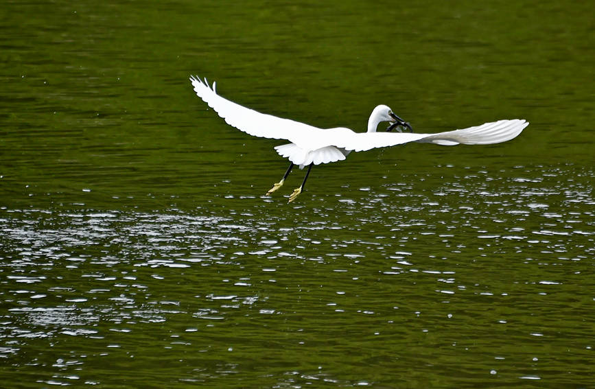 白鷺在湖中捕魚。黃河攝