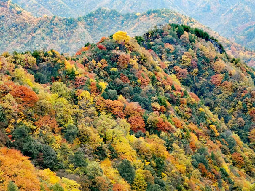 重慶市城口縣大巴山上彩葉層林盡染。黃祖滿攝