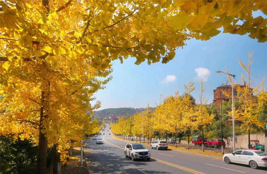 仙女鎮(zhèn)銀杏大道，車行其間令人心動。武隆景區(qū)供圖