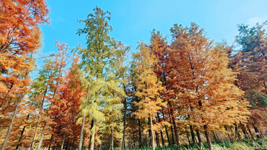 �Y���ǻ۹��@��������z