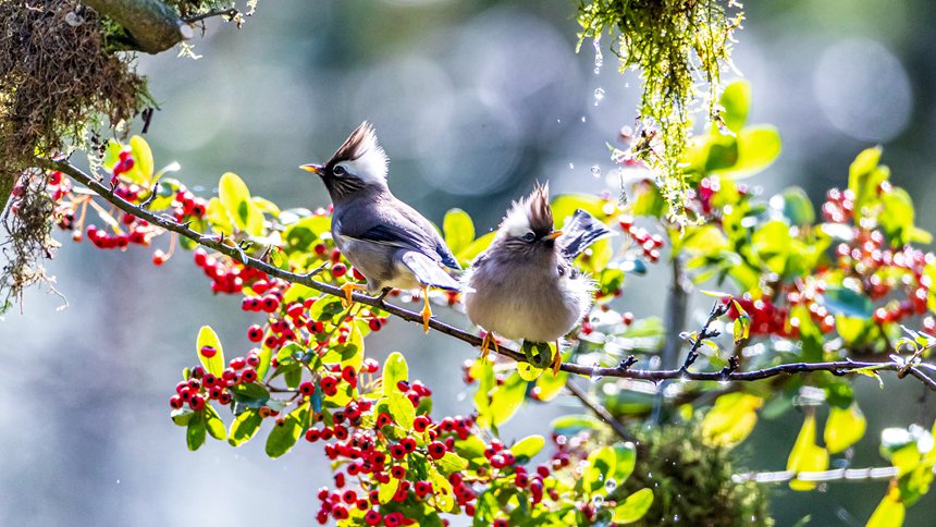 ɽȻo^(q)(ni)İI(lng)L(fng)z