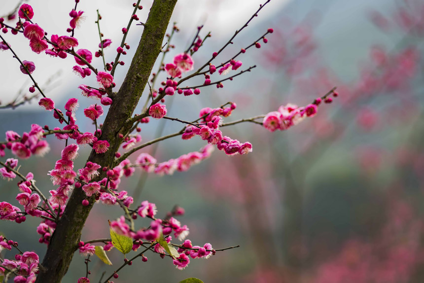 ֮ʹߡt÷Ȼ鶬һĨtC(j)Ҳ˴ϢSM(jn)z