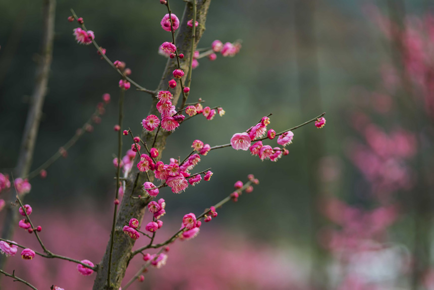“春之使者”紅梅悄然到來,為冬日增添了一抹紅的生機(jī)。黃進(jìn)攝