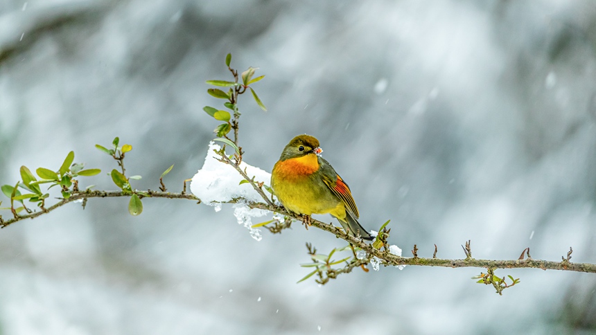 ؑcϴ^(q)ɽƺ(zhn)RδĔz˼Bz