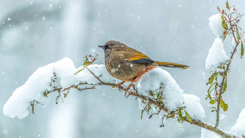 ؑcϴ^(q)ɽƺ(zhn)RδĔzĳȳz