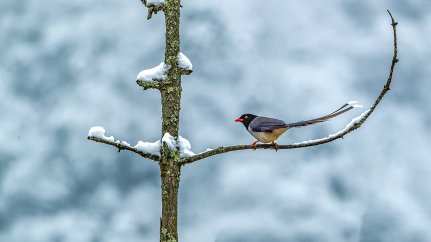 ؑcϴ^(q)ɽƺ(zhn)RδĔzļt{(ln)oz