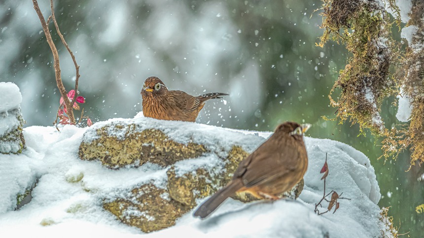 ؑcϴ^(q)ɽƺ(zhn)RδĔz_(ti)üz