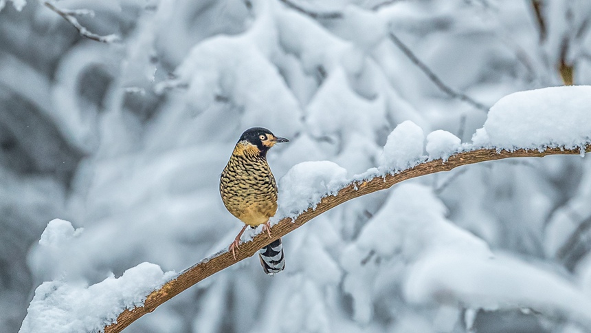 ؑcϴ^(q)ɽƺ(zhn)RδĔzۼyz