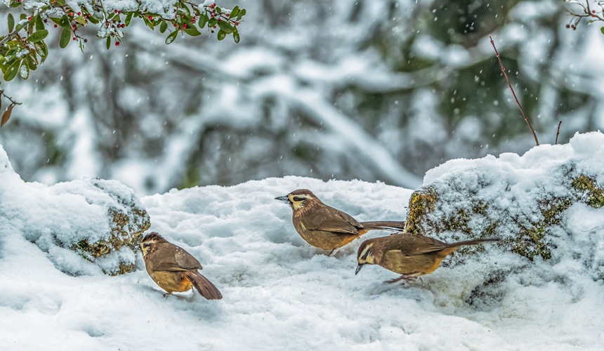 ؑcϴ^(q)ɽƺ(zhn)RδĔzİaz