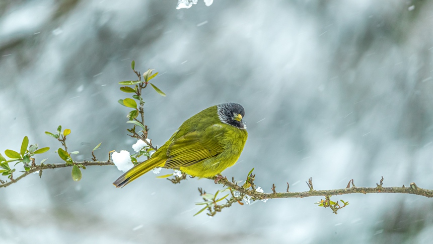 ؑcϴ^(q)ɽƺ(zhn)RδĔzI(lng)ȸlz