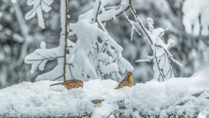 ؑcϴ^(q)ɽƺ(zhn)RδĔzìyz