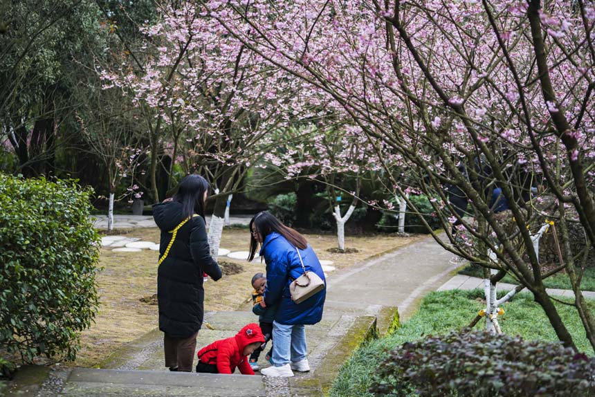 ɽֲ@ѻ`οǰ^pSMz