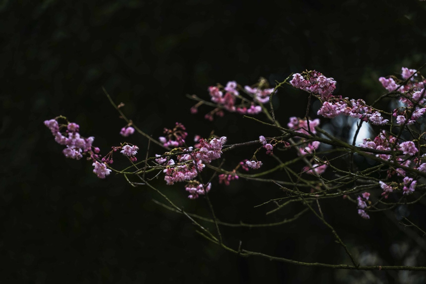 紺ɽֲ@ѻڳůM`šSMz