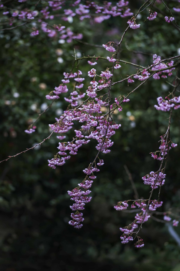 紺ɽֲ@ѻڳů(yng)M`SM(jn)z