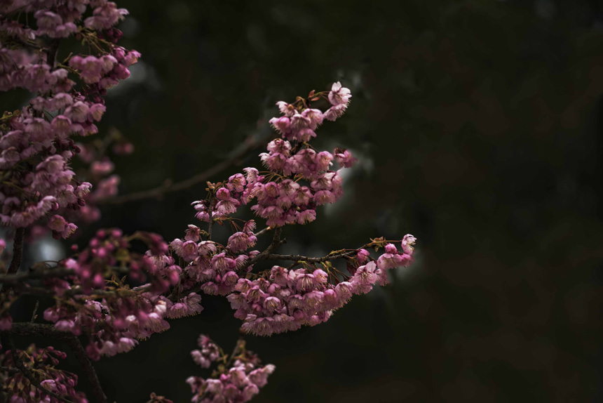 紺£ɽֲ@ѻڳů£M`SMz