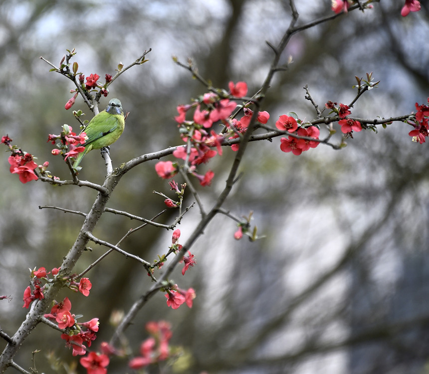 (yng)B(nio)Z(y)SӔz