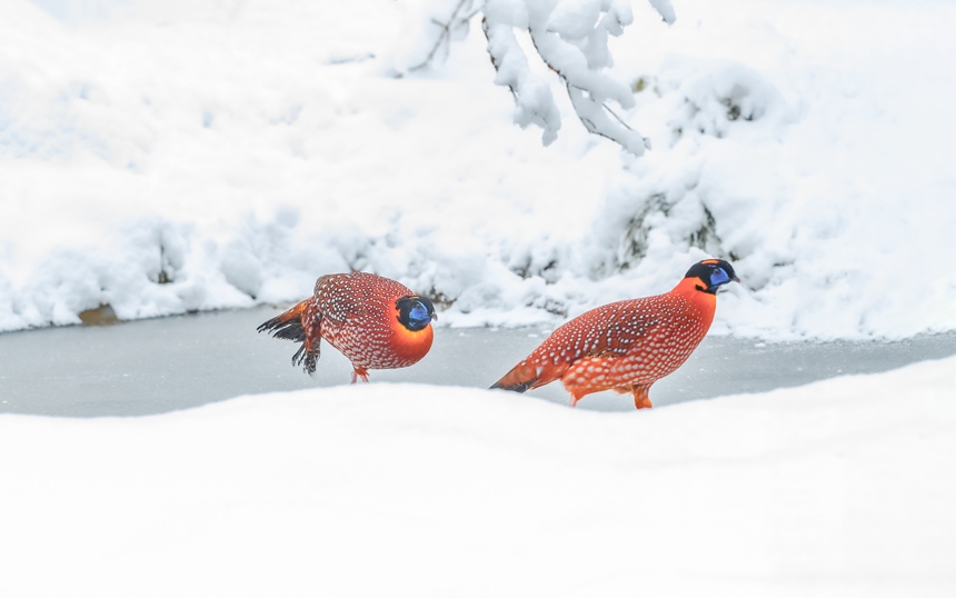 tBؑcϴ^(q)ɽȻo(h)^(q)ѩ̤ѩҒʳz