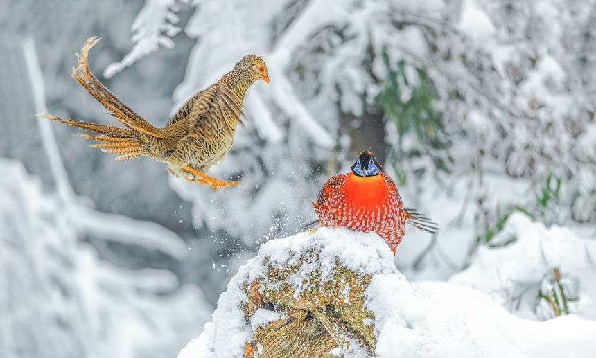 t\uB(nio)󣩺ͼtB(nio)ңz