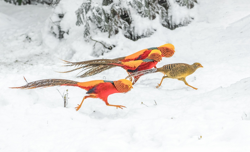 Bؑcϴ^(q)ɽȻo(h)^(q)Ғʳz