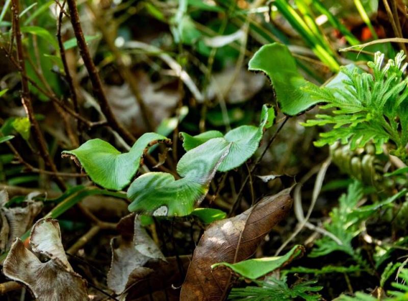 ؑcl(f)F(xin)ϡlΣN·ֲN2325