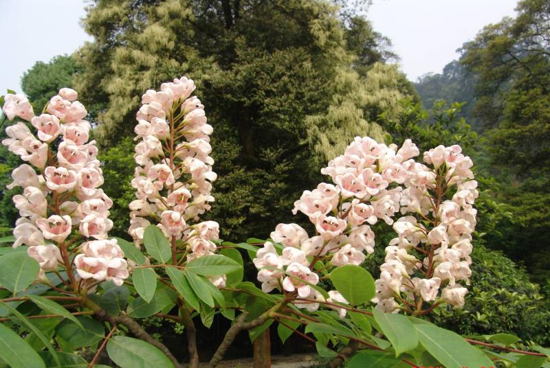 ؑcl(f)F(xin)ϡlΣN·ֲN232(g)