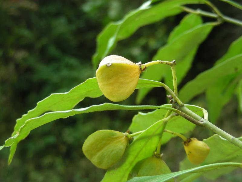 ؑcl(f)F(xin)ϡlΣN·ֲN2323