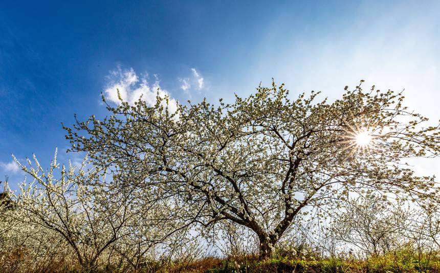 ؑcϴ^(q)ɽ(zhn)ԺǴɽ`ŵz