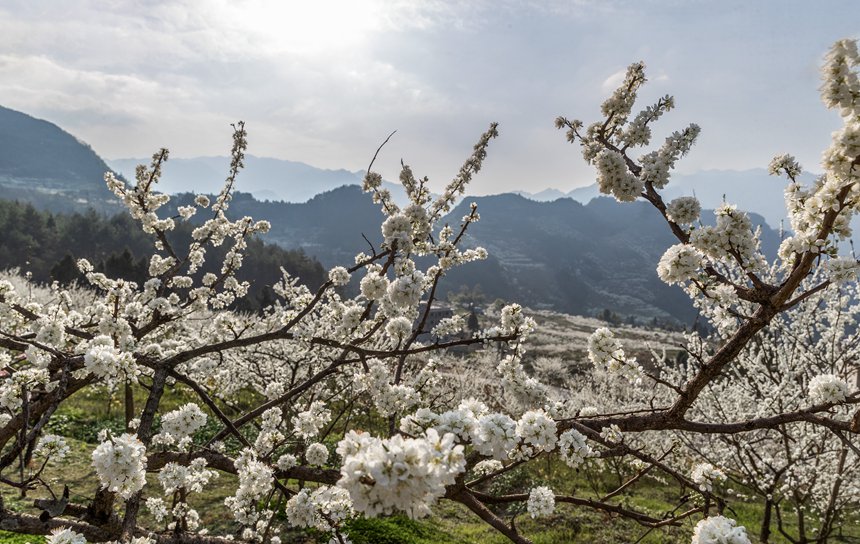 ؑcϴ^(q)ɽ(zhn)ԺǴɽ`ŵz