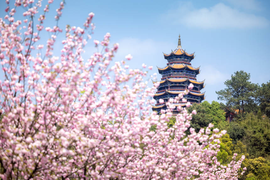 Fɽƺɭֹ@ęѻ`z