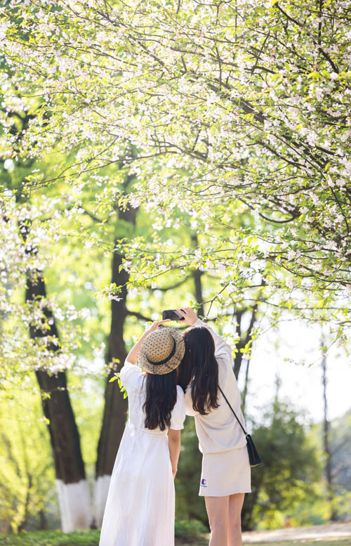 游客在重慶鐵山坪森林公園賞花游玩。張坤琨攝