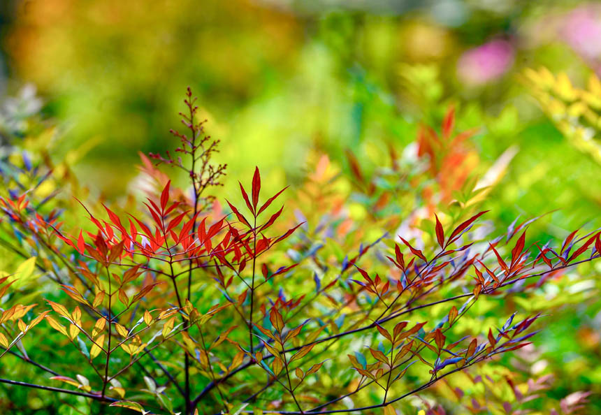 春日廣陽(yáng)島映襯在姹紫嫣紅的綠色之中。崔景印攝