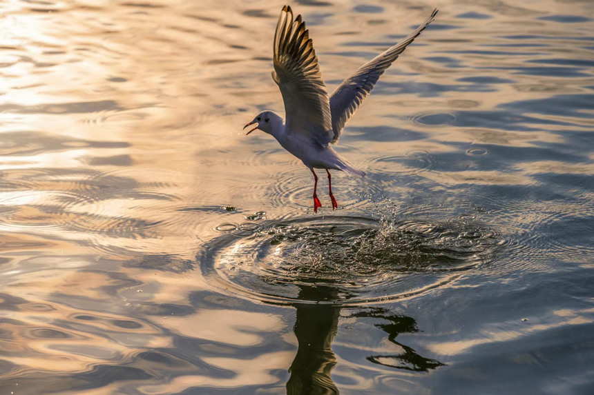 Bw(li)ؑcƽp(gu)ҝع@D