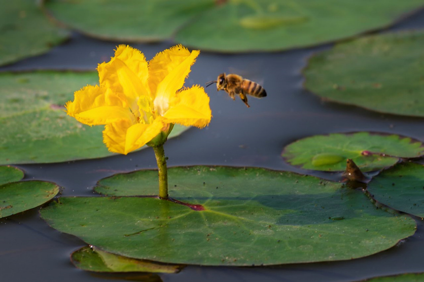 ۷䱻pؑcƽpҝع@D