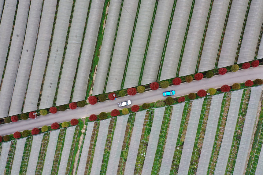 車輛行駛在重慶市黔江區(qū)中塘鎮(zhèn)興泉村的產(chǎn)業(yè)路上。楊敏攝