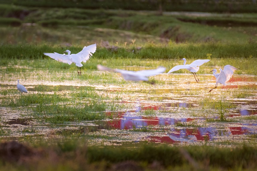 ؑcƽ^(q)fʯ^(q)ڝґȑєz