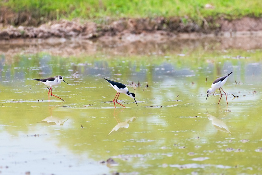 ؑcƽ^(q)ķˮڳL(zhng)_ɃˮҒʳȑєz