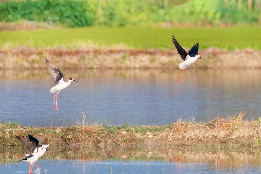 ؑcƽ^(q)ķˮڳL(zhng)_wȑєz