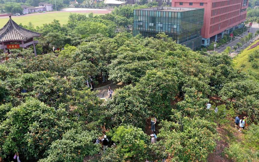 果園處處好風(fēng)光。重慶文化藝術(shù)職業(yè)學(xué)院供圖