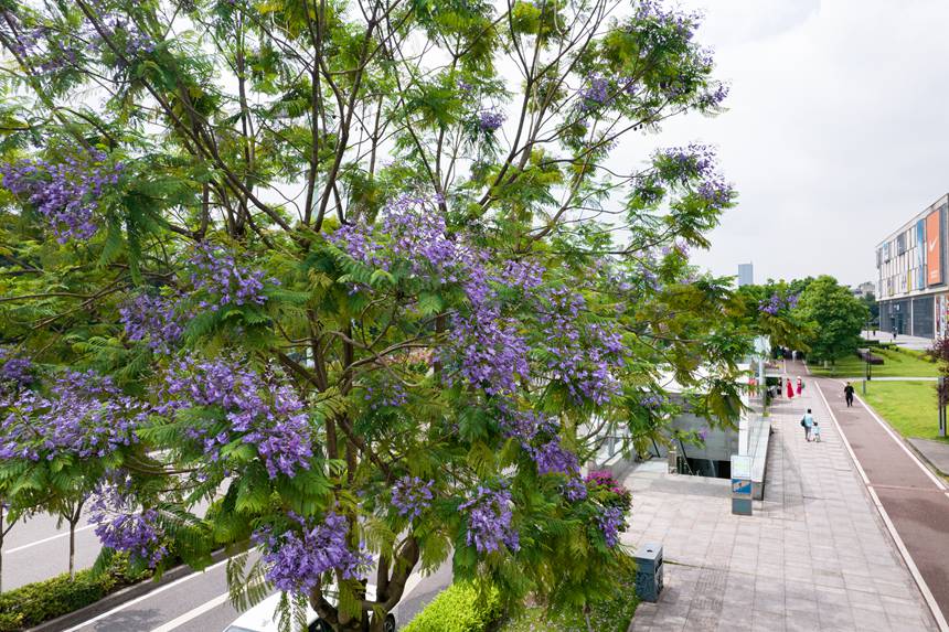 ؑcϰ^(q)VꖞǄ(chung)B(ti)ͨ{ʢ_־z