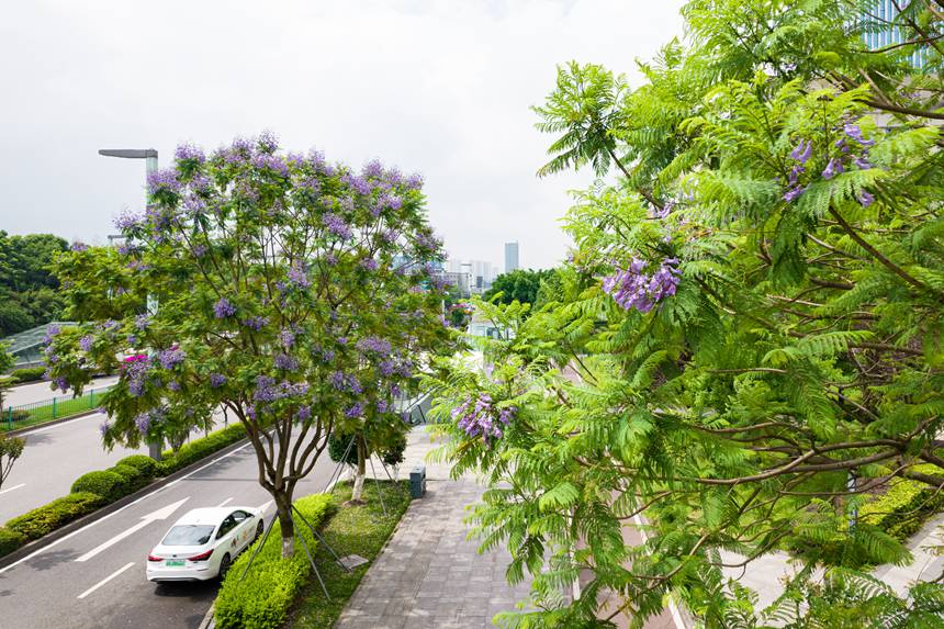 重慶市南岸區(qū)廣陽灣智創(chuàng)生態(tài)城通江大道兩旁藍(lán)花楹盛開。郭志如攝