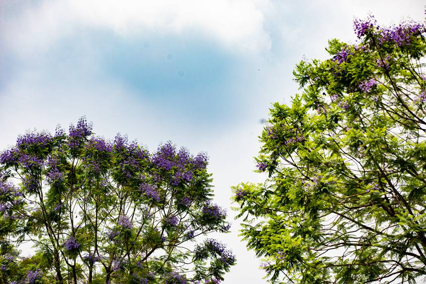 重慶市南岸區(qū)廣陽灣智創(chuàng)生態(tài)城通江大道兩旁藍(lán)花楹盛開。郭志如攝