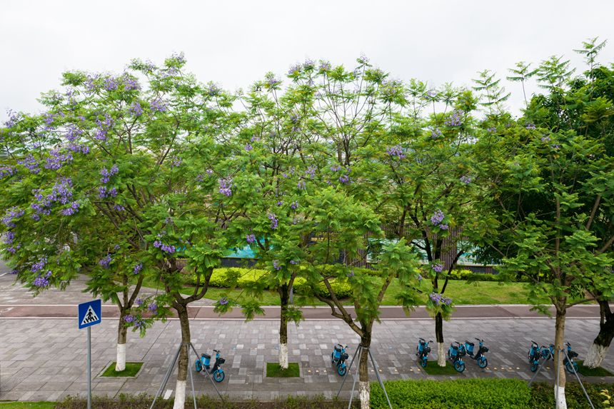 ؑcϰ^(q)VꖞǄ(chung)B(ti)ͨ{(ln)ʢ_־z