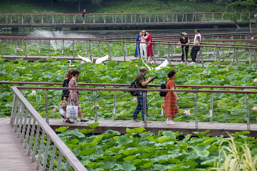 綿延的荷塘吸引游客前來(lái)打卡。郭志如攝