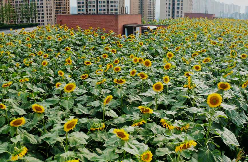 ̌W(xu)?sh)տ@ɽ^(q)ǺW(xu)УD