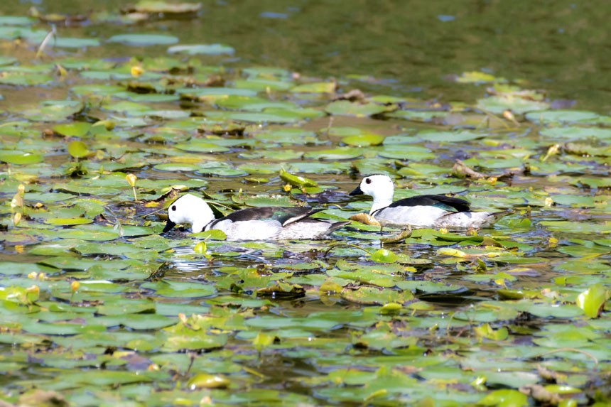 Ҷo(h)Dpҝع@ȺЗϢҒʳȑєz