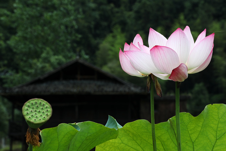 重慶市黔江區(qū)小南海鎮(zhèn)新建村土家十三寨荷田里的荷花。楊敏攝